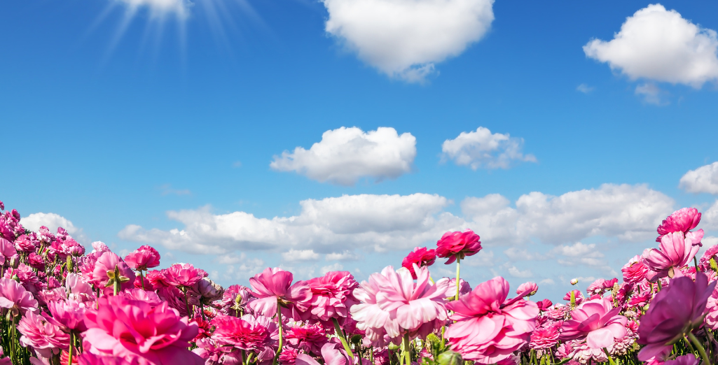 Mai : que faire au jardin ?