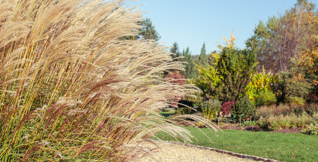 Le Miscanthus, une graminée facile à vivre et décorative