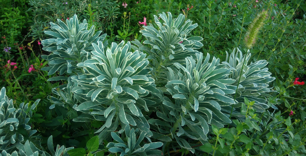 Les euphorbes, des plantes vivaces à la floraison très originale