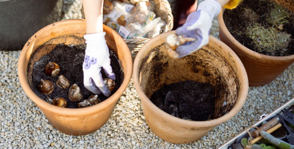 Bulbes en lasagne : comment réussir une plantation en couches ?