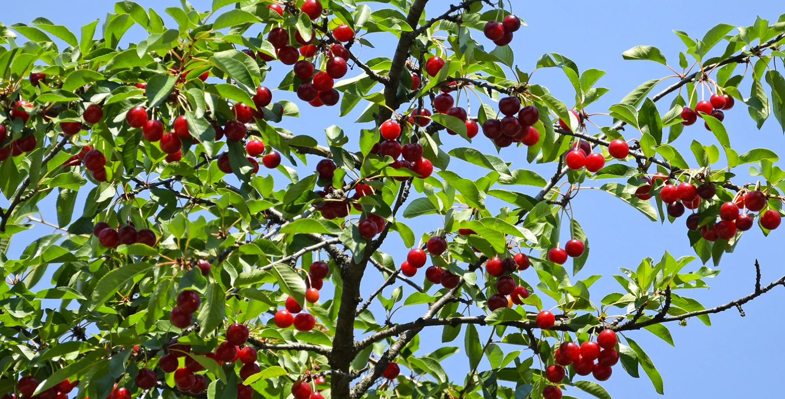 Le cerisier, l'arbre fruitier préféré des Français