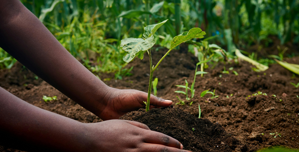 Comment choisir une plante quand on n'y connaît rien ?