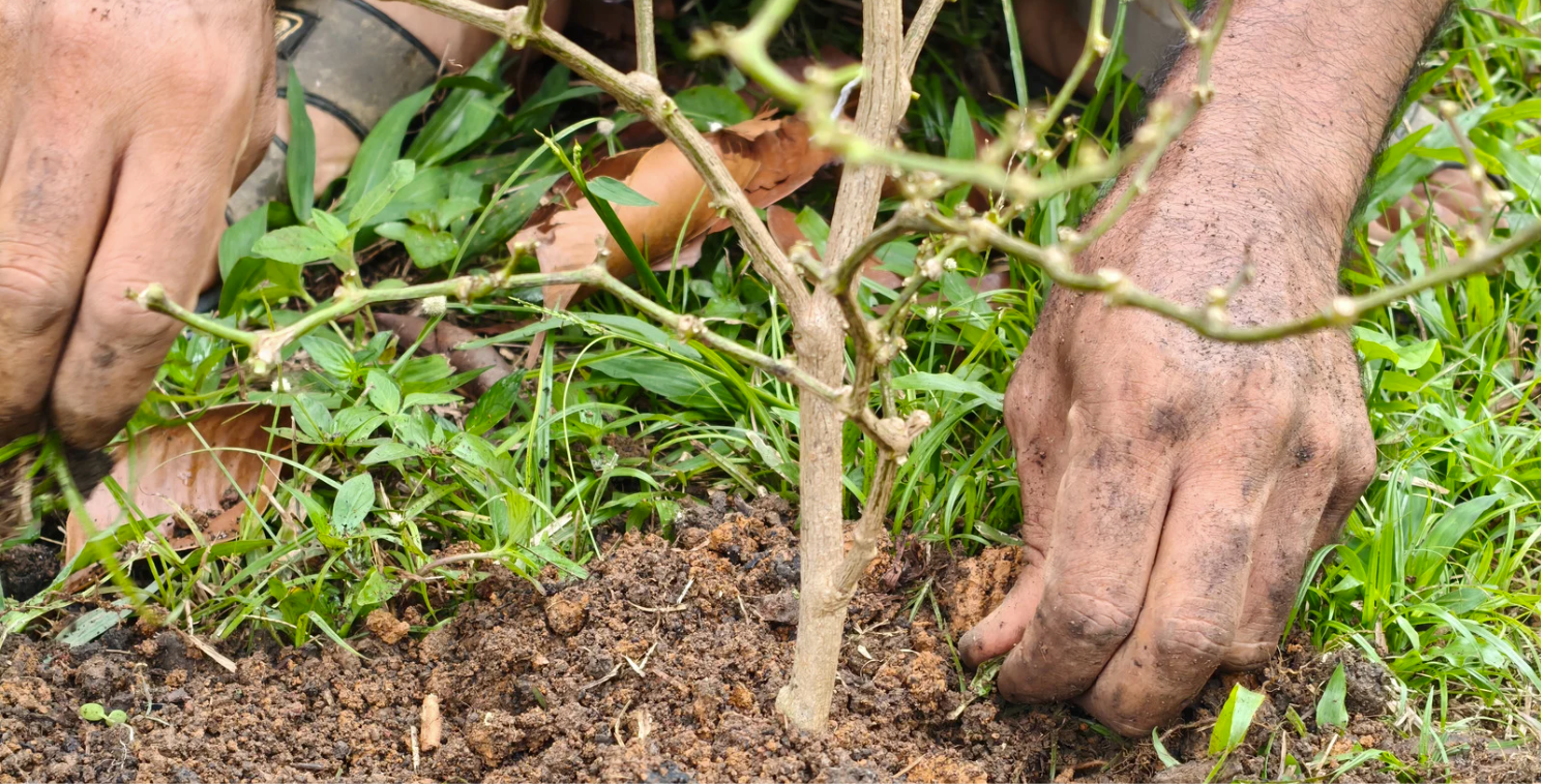 Comment planter un arbre, étape par étape ?