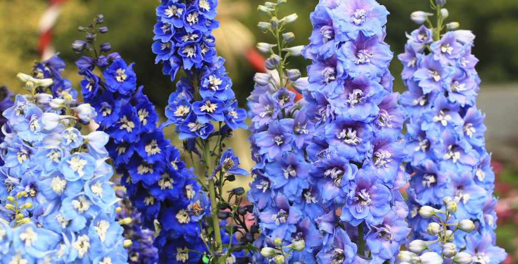 Le delphinium, une fleur tout en majesté !