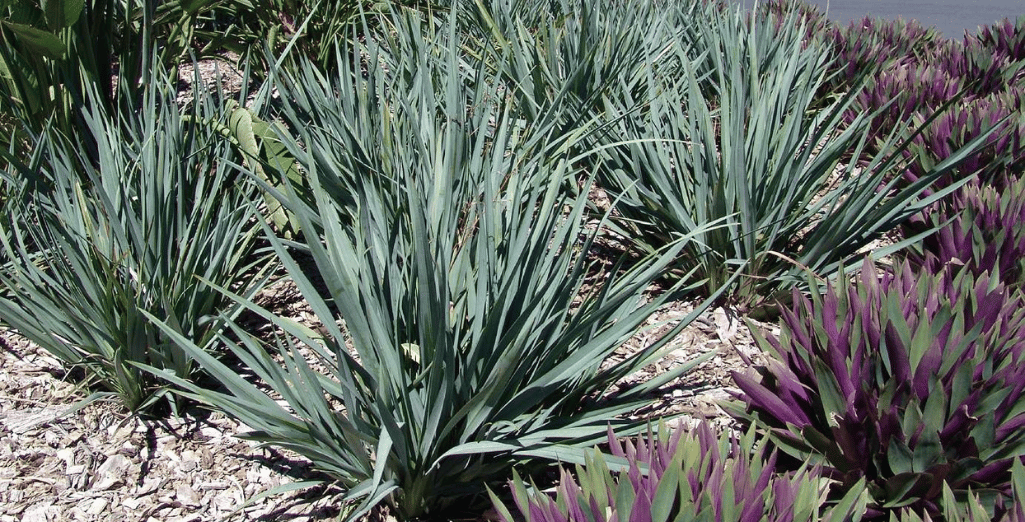 Le dianella, une plante graphique, attractive toute l'année