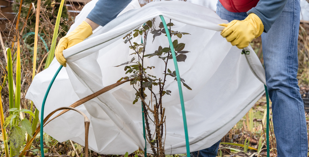 Comment protéger son jardin du froid et du gel ?