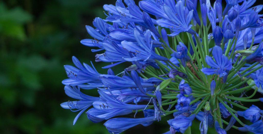 Comment aménager un jardin tout en bleu ?