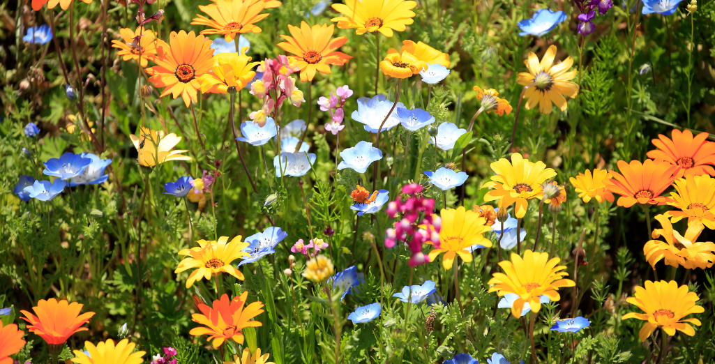 La couleur jaune au jardin