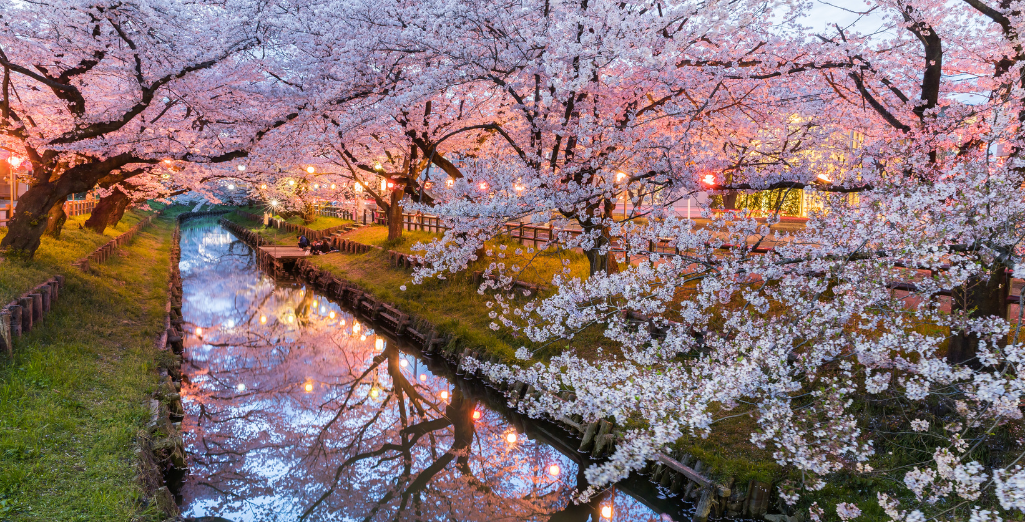 Le cerisier du Japon, un ambassadeur du printemps