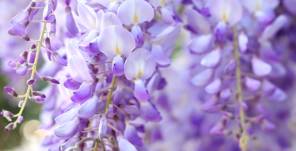 La glycine, une plante grimpante à la vigueur exceptionnelle