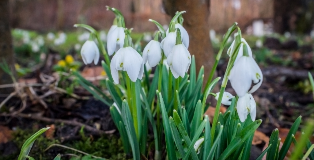 Que faire au jardin au mois de février ?