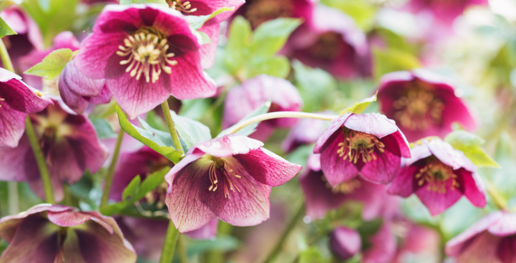 L'hellébore ou rose de Noël : des fleurs au jardin en hiver