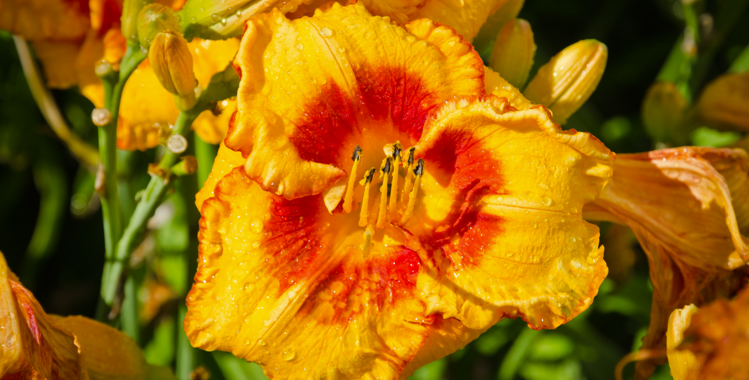 L'hémérocalle ou lys d'un jour : la beauté alliée à la robustesse