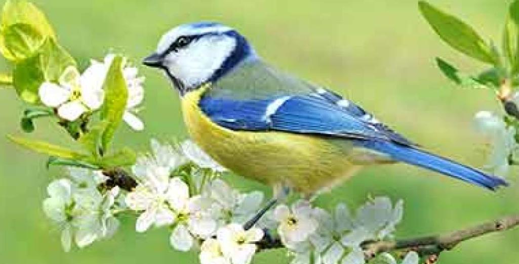 La haie écologique, haie champêtre, une haie vivante