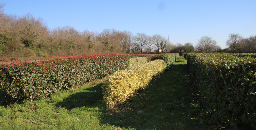 Trucs et astuces avant de planter une haie brise vue - Paris (75000)