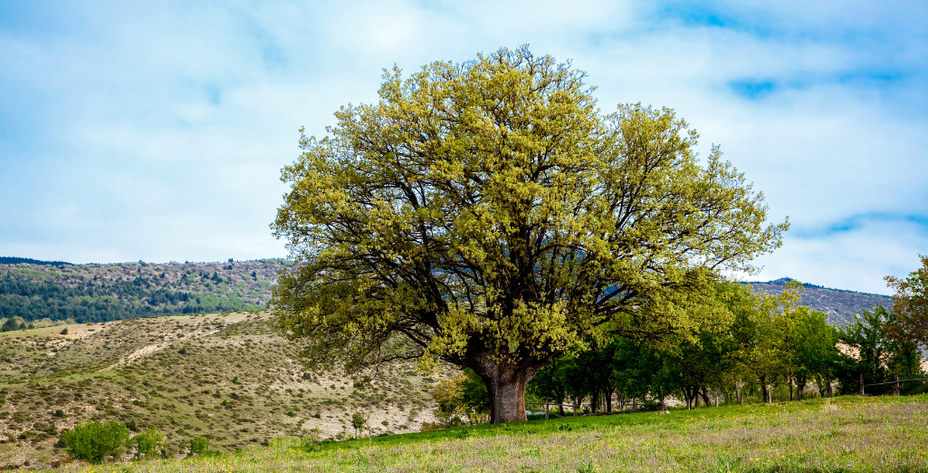 Le noyer, un arbre splendide, productif et robuste
