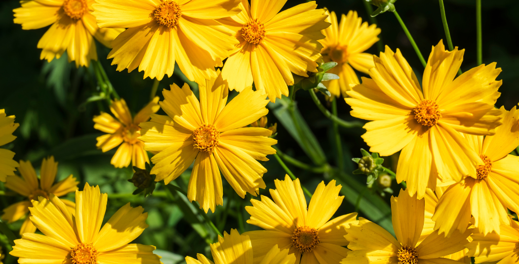 Plantes vivaces pour plein soleil : notre top 10 pour un jardin coloré