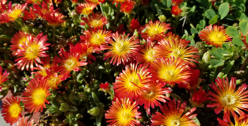 Le Delosperma, un pourpier vivace, florifère et facile à vivre