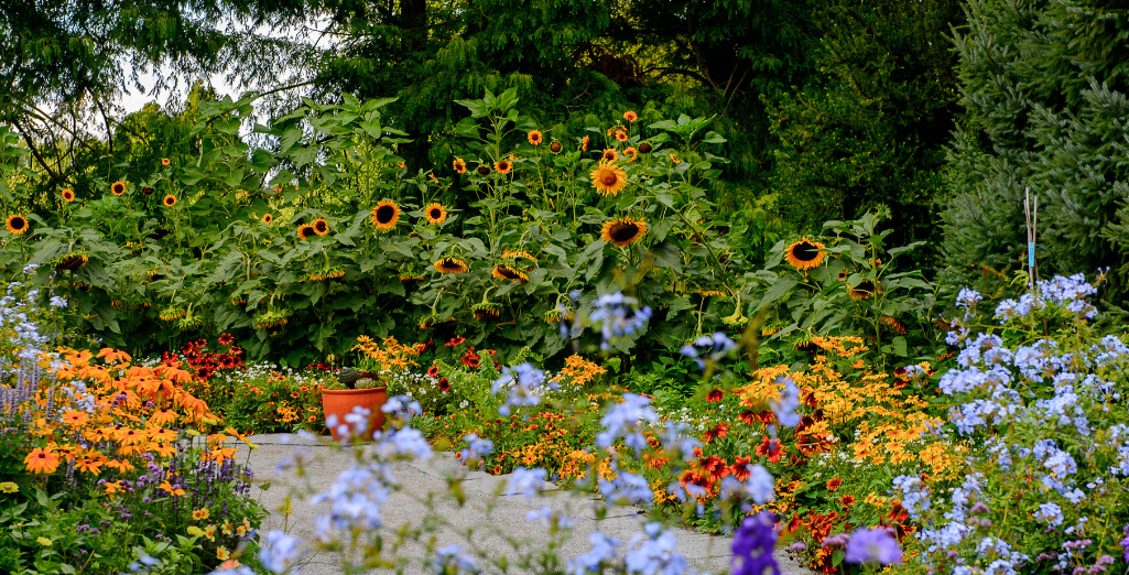 Créer un jardin sauvage : explications et végétaux à planter