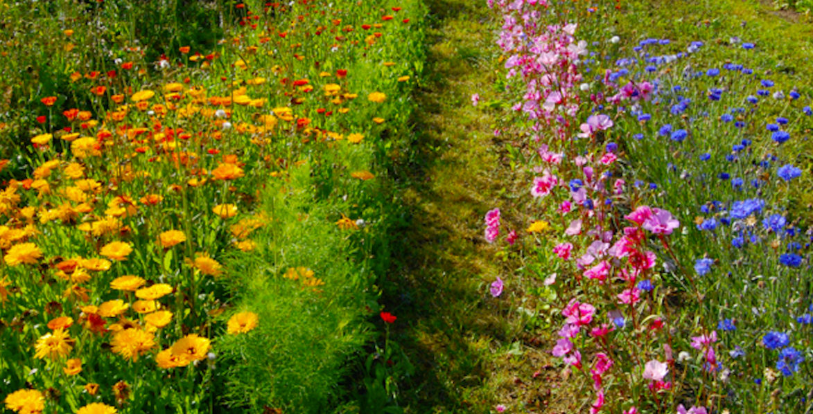 Comment créer un jardin de fleurs à couper ?
