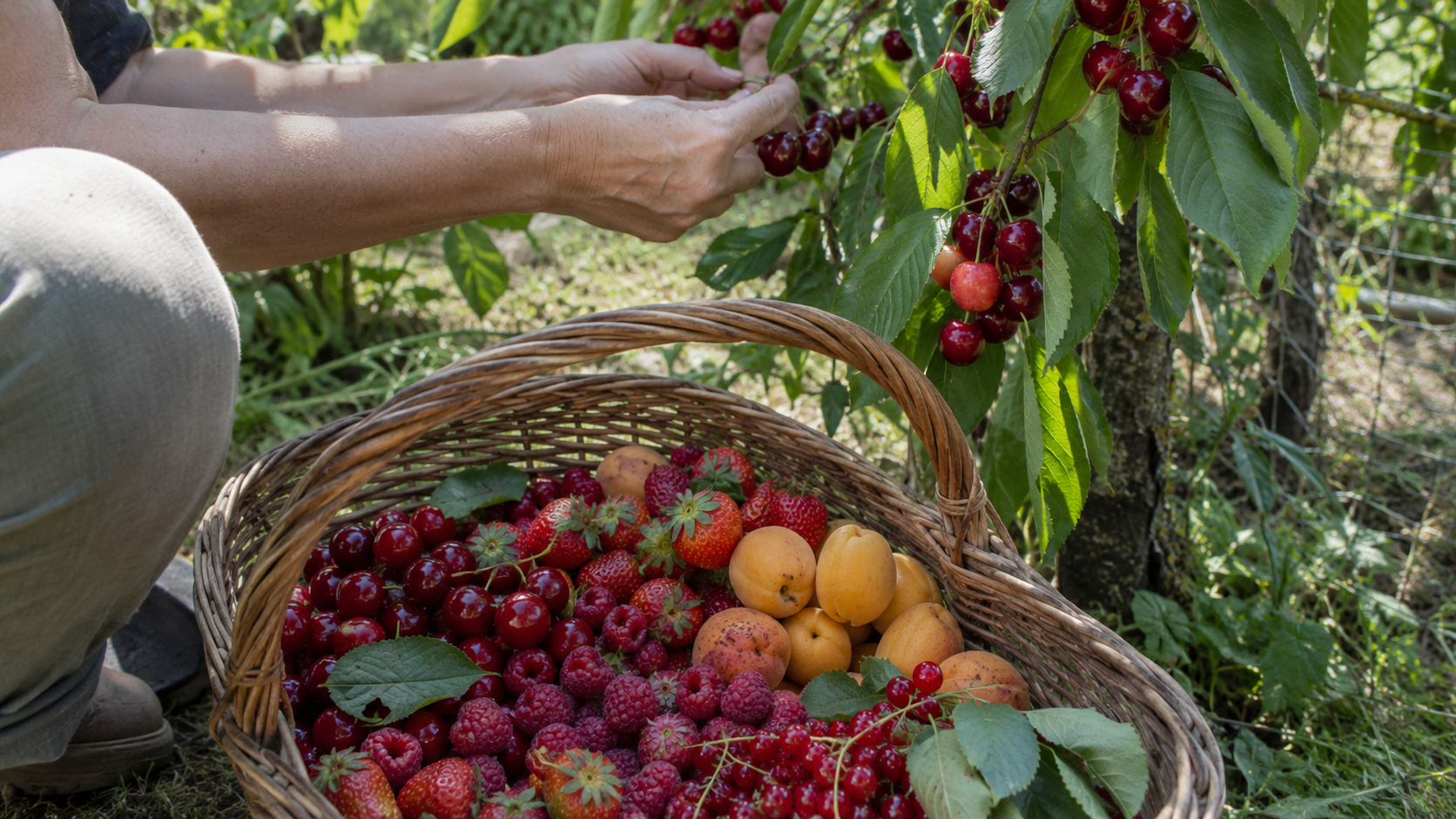 Quels fruits récolter en juin?