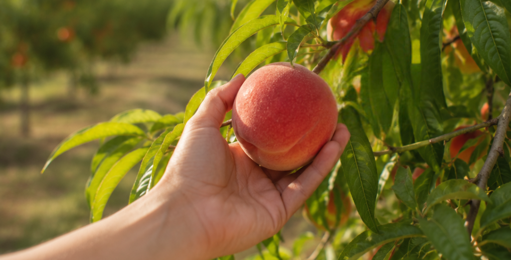 Un pêcher au jardin : notre guide complet pour le choisir, le planter et le cultiver