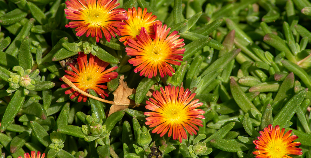 La couleur orange au jardin