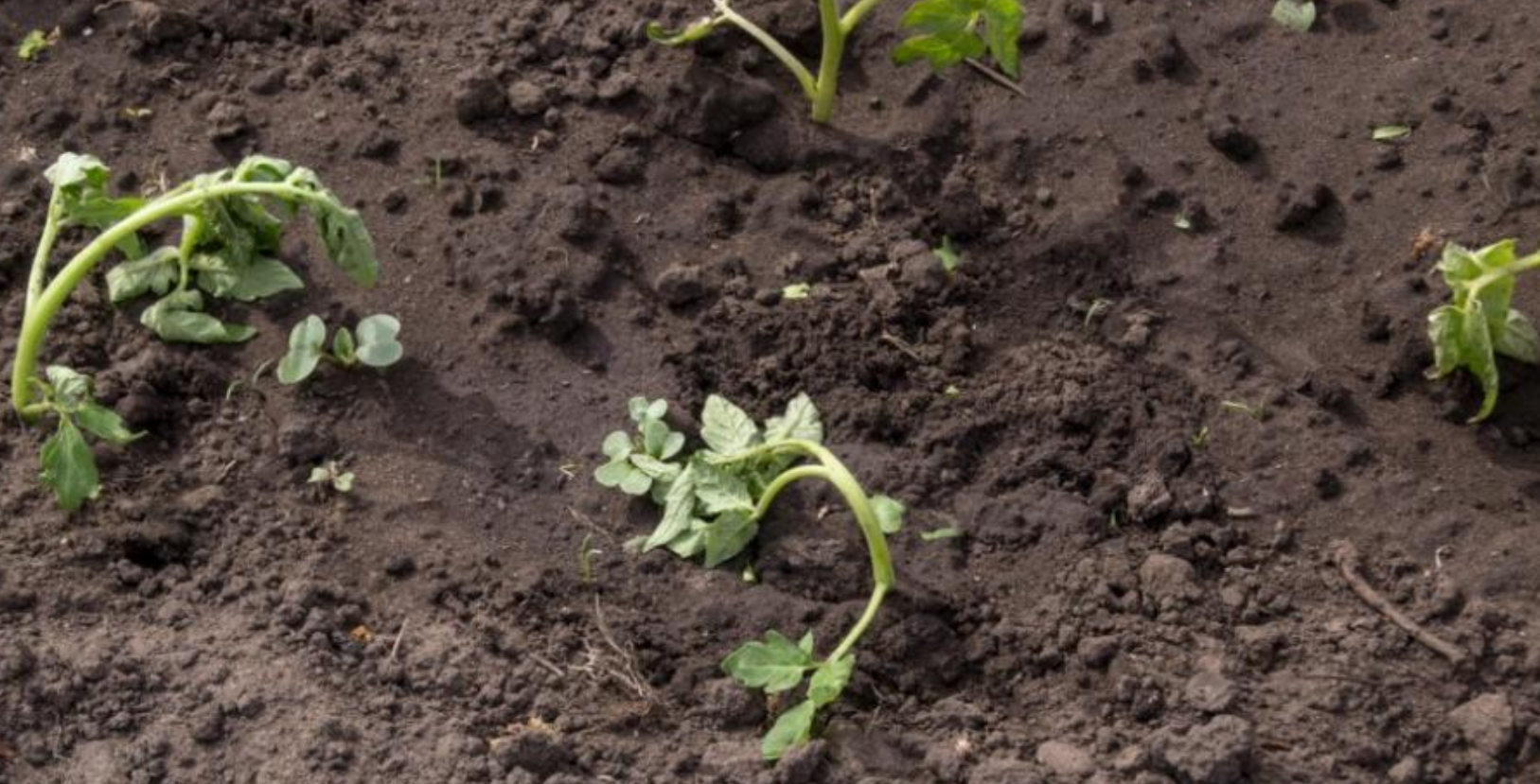 Pourquoi ma plante ne pousse pas ?