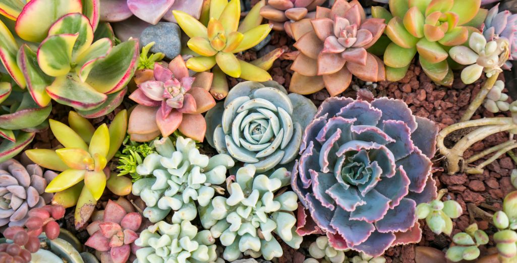 Plantes succulentes rustiques pour pots, rocailles et jardins secs