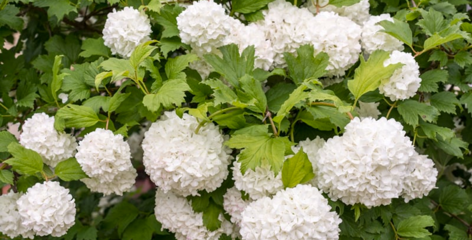 Les viornes (Viburnum), des arbustes robustes et peu exigeants
