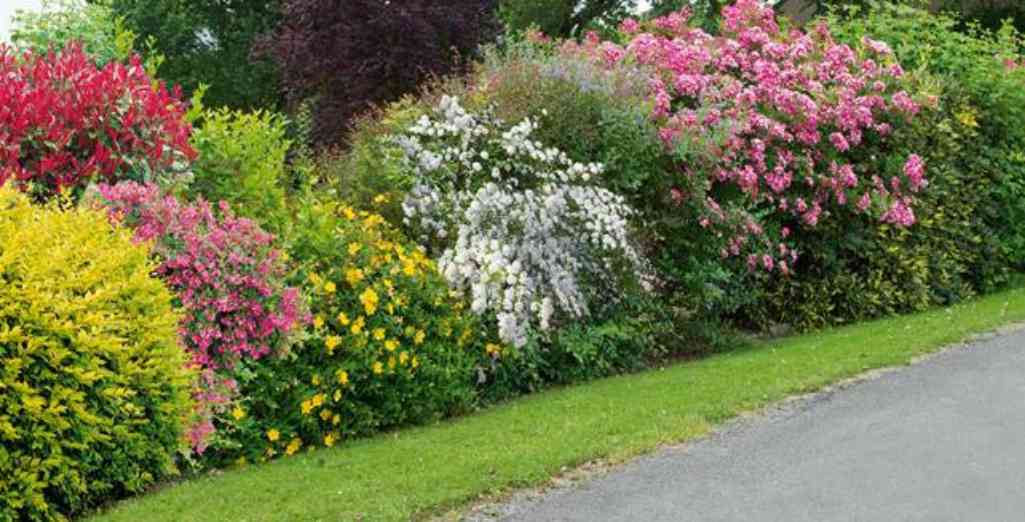 Jardin: des fleurs vite plantées, vite fleuries