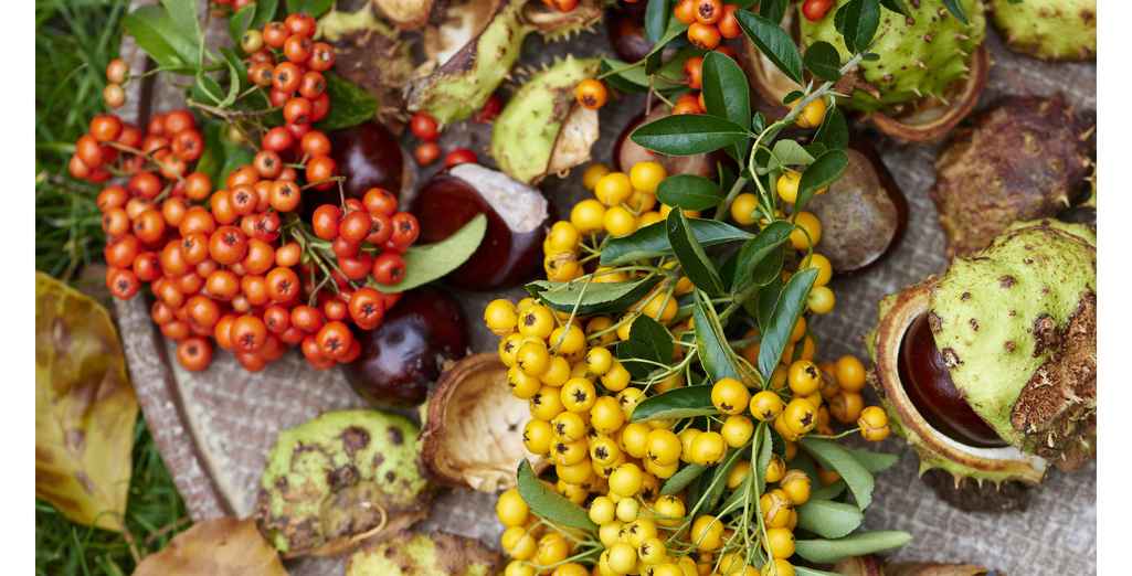 Quels Arbustes à Fruits colorés en Hiver ?