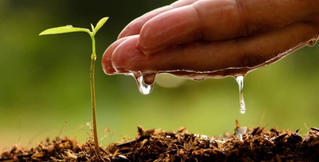 Arroser les plantes : quand et comment