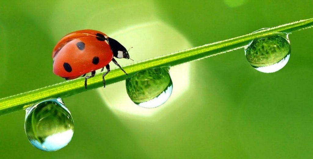Attirer les coccinelles dans votre jardin