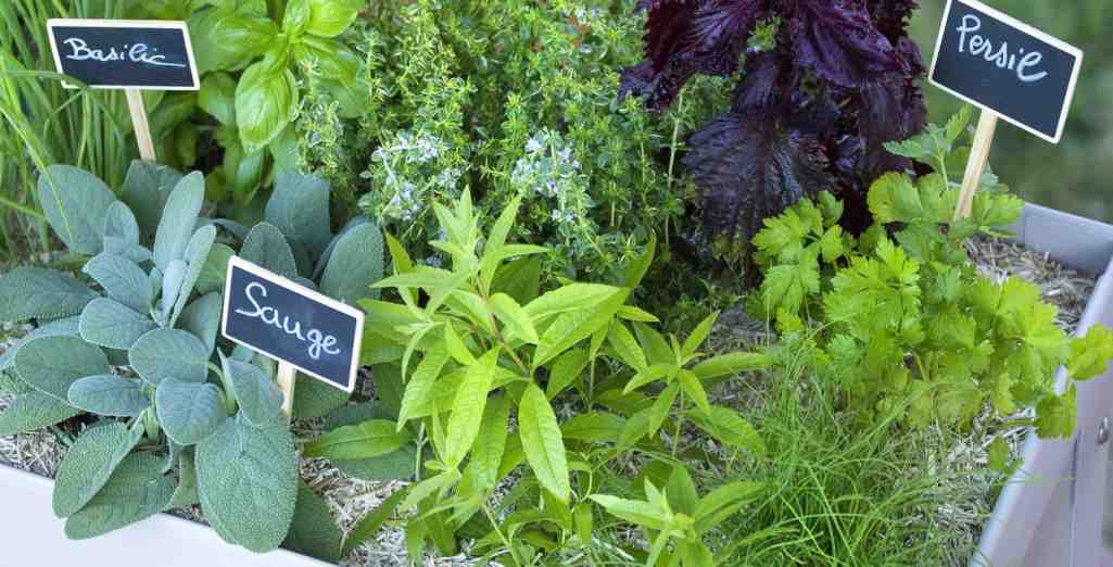 Comment créer un jardin d'aromatiques sur un balcon ?