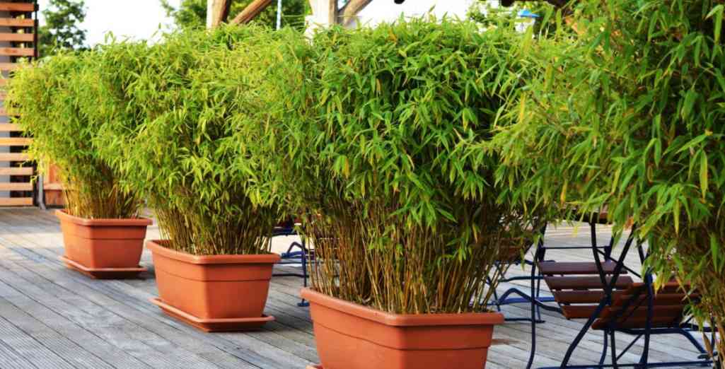 Planter des Bambous en jardinière - Conseils Bambous