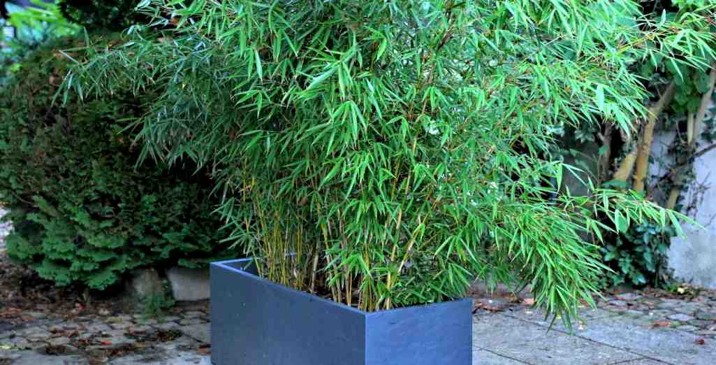 Comment faire un brise vue pour balcon et terrasse avec des Bambous