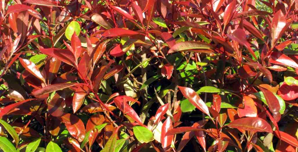 Choisir son Photinia