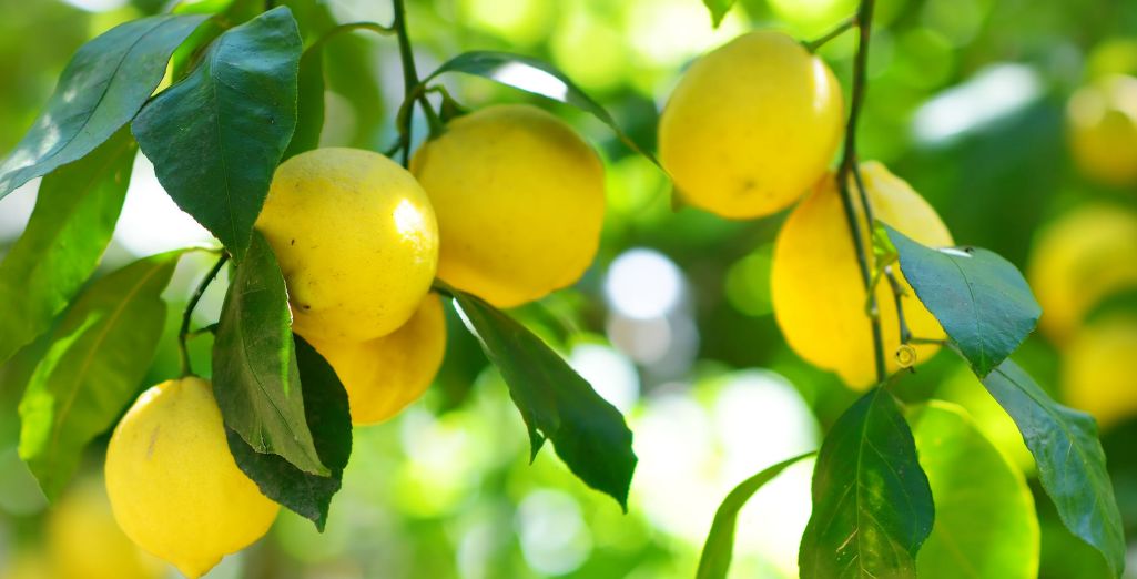 Un Zeste De Connaissances Sur Le Citronnier 4 Saisons
