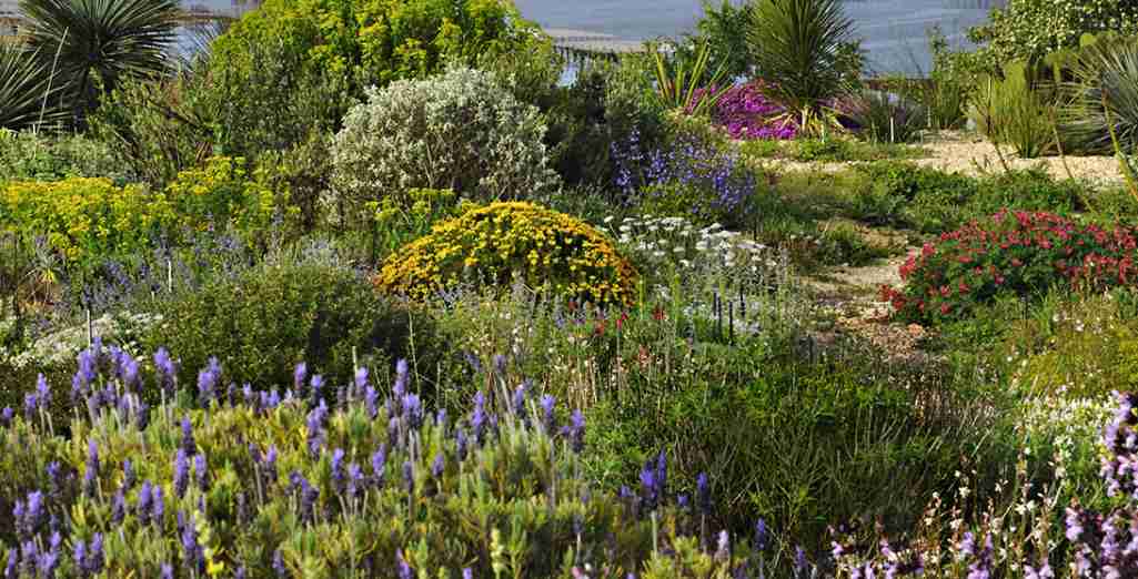 Comment créer un Jardin Sans Arrosage