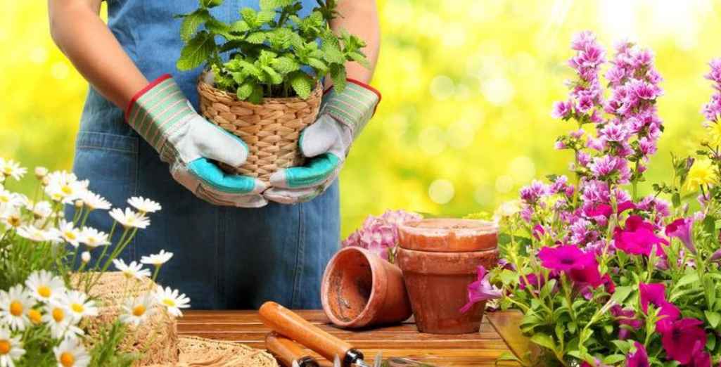 Comment conserver les plants avant la plantation ?