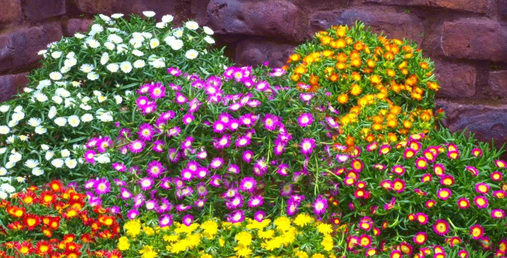 Graines De Fleurs Pour Le Jardin Et Le Balcon : 10 Variétés De