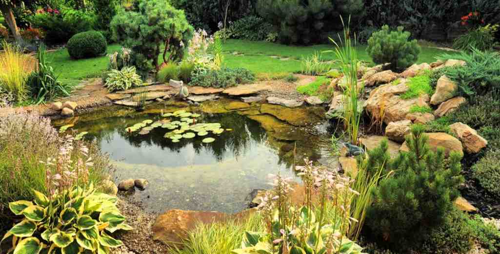 Comment entretenir un jardin Aquatique?