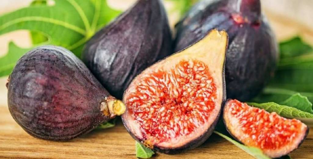 Figuier : comment bien choisir la variété