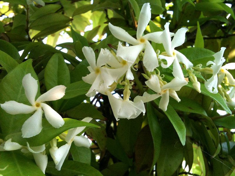 Jasmin : plantation, entretien, floraison et bienfaits