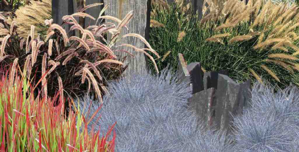 Quand et comment tailler les Graminées ?