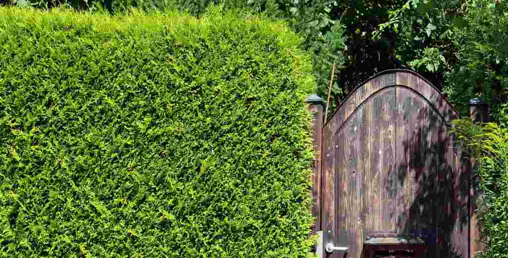 Planter Une Haie De Cypres