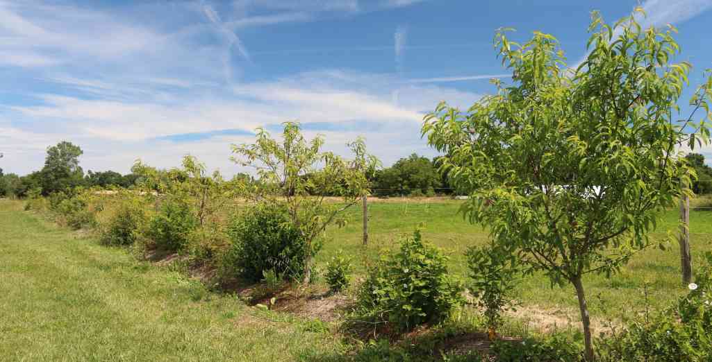 Comment planter une haie fruitière