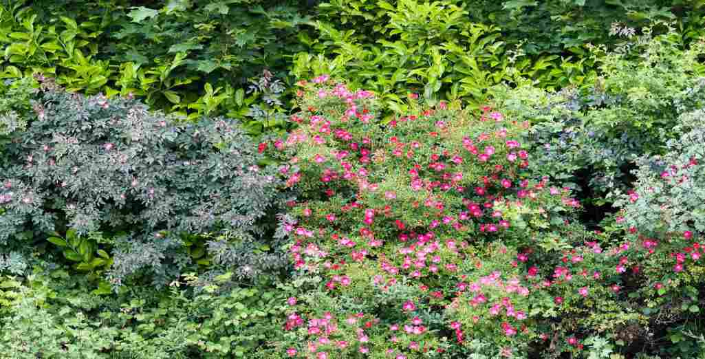 Haie sans entretien : conseils variétés, plantation, culture
