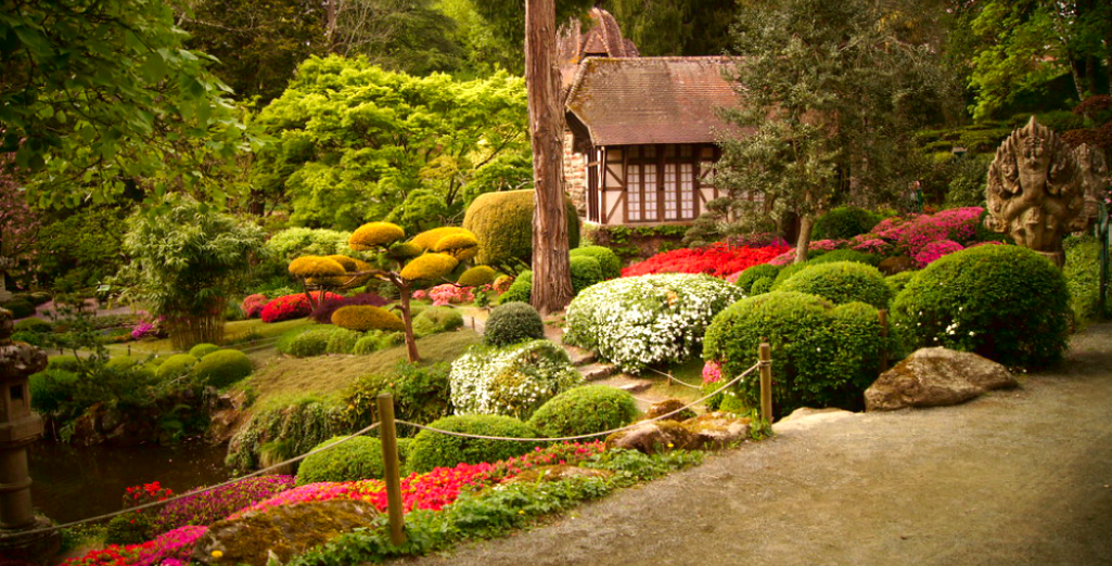 Arbuste japonais : que sélectionner pour le plus zen des jardins ?  